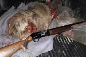 شکارچی گراز در رضوانشهر به پرداخت جریمه ۳ میلیون تومانی محکوم شد