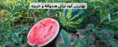 کاهش رشد و زردی ساقه و برگ از دلایل عدم کوددهی به گیاه