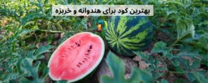 کاهش رشد و زردی ساقه و برگ از دلایل عدم کوددهی به گیاه