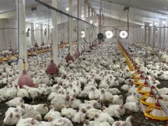 ۲۱ تن مرغ گوشتی و بیش از ۲ تن ماهی توسط زندانیان لاهیجان به بازار عرضه شد