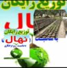 رئیس اداره جنگلکاری ،پارکها وذخیره گاههای جنگلی ازتوزیع رایگان یک میلیون ودویست هزار نهال در بین مردم خبرداد