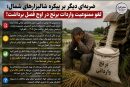ضربه‌ای دیگر بر پیکره شالیزارهای شمال؛ لغو ممنوعیت واردات برنج در اوج فصل برداشت