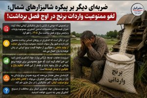 ضربه‌ای دیگر بر پیکره شالیزارهای شمال؛ لغو ممنوعیت واردات برنج در اوج فصل برداشت