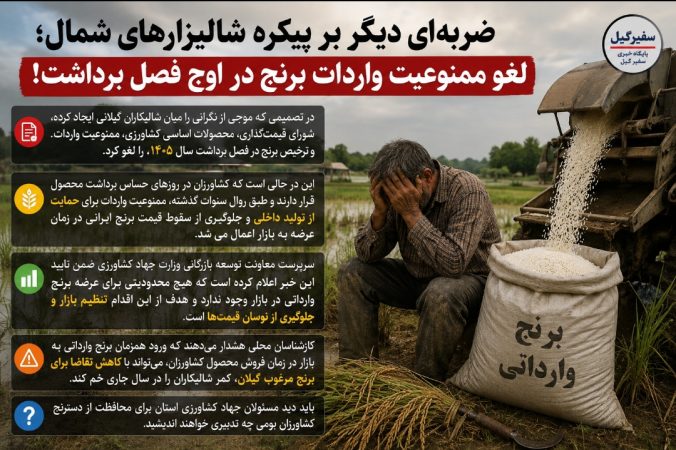 ضربه‌ای دیگر بر پیکره شالیزارهای شمال؛ لغو ممنوعیت واردات برنج در اوج فصل برداشت